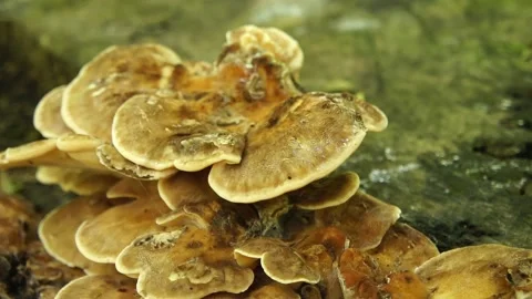 Giant Polypore Mushroom on the Tree Stump. Giant Polypore Fungi in the Woodland Stock Footage 306857477