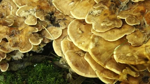 Giant Polypore Mushroom on the Tree Stump. Giant Polypore Fungi in the Woodland Stock Footage 306857484
