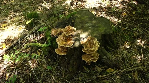 Giant Polypore Mushroom on the Tree Stump. Giant Polypore Fungi in the Woodland Stock Footage 306857500