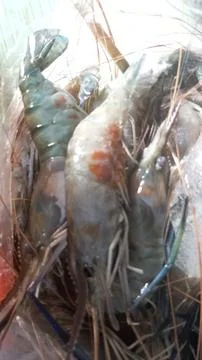 Giant prawns Stock-Fotos