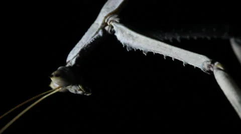Giant Praying Mantis Stock Footage 35616211