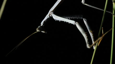 Giant Praying Mantis Stock Footage 35620830