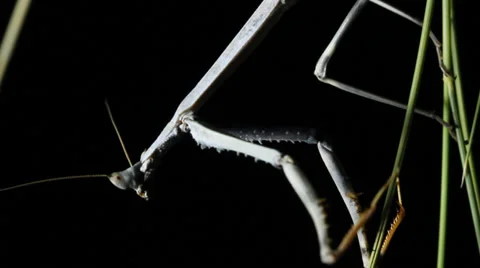 Giant Praying Mantis Stock Footage 35621001