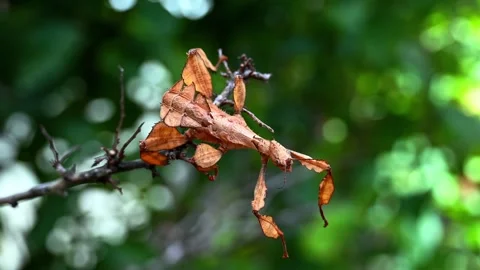 Giant prickly stick insect resting on wooden branch Stock Footage 340784361