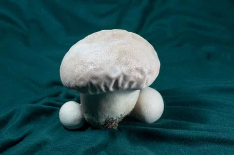 Giant puffball Stock Photos