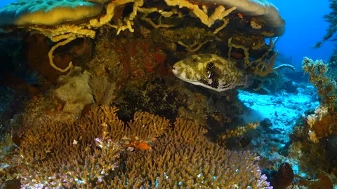 Giant puffer fish hiding under coral Video stock 130237480