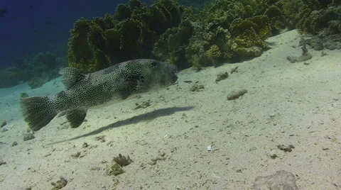 Giant puffer fish - side view Stock Footage 881546