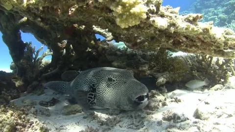 Giant puffer fish under a table coral Stock Footage 76862722