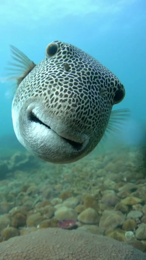 Giant Pufferfish attacking underwater camera and scratching lense scuba diving  Stock Footage 246353010