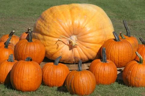 Giant pumpkin Stock Photos