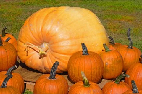 Giant pumpkin Stock Photos