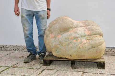 Giant pumpkin Foto stock