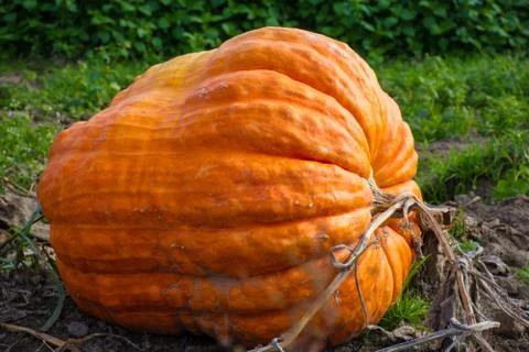 Giant Pumpkin Stock Photos