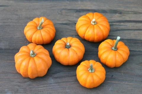 Giant pumpkin Stock Photos