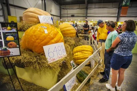 Giant Pumpkin Stock Photos