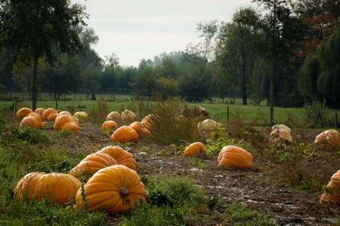 Giant pumpkins patch Foto stock