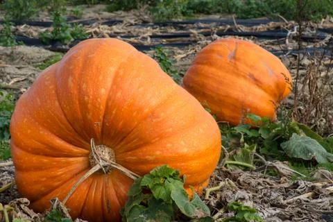 Giant pumpkins Stock Photos