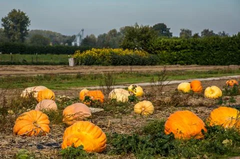 Giant pumpkins in  a pumpkin patch Stock Photos