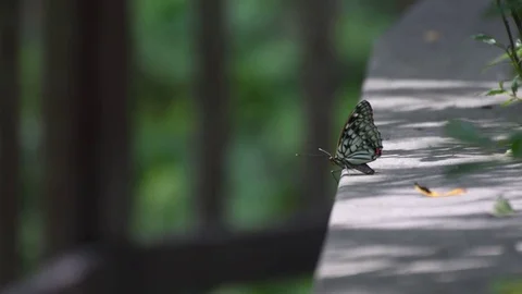 Giant purple butterfly flapping Stock Footage 83147400
