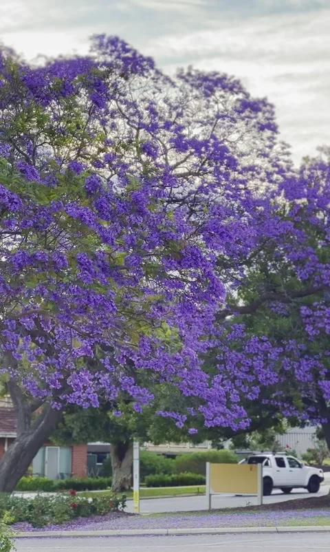 The Giant Purple Flower Tree 스톡 동영상 296084307