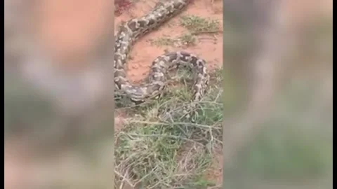 Giant python attacks goat in Tirupati, Andhra Pradesh, India Stock Footage 247504379
