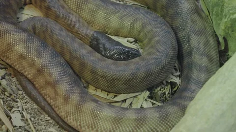 Giant python resting in natural habitat at wildlife park Stock Footage 314247106
