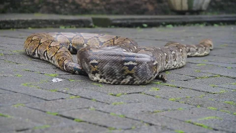 Giant Python Slithering on the Road in Indonesia Video stock 79852098