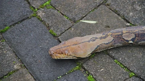 Giant Python Slithering into a Village in Indonesia Video stock 79852755