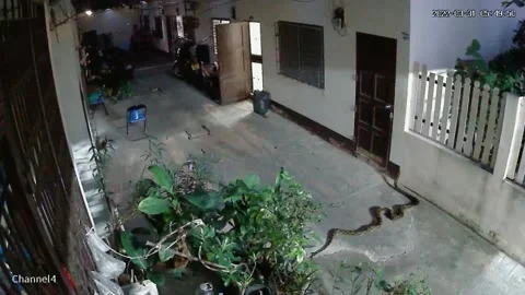 Giant Python Slithers Next to Wall and Back into Bush, Chon Buri, Thailand - 31  Stock Footage 205425689