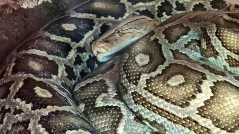 Giant python snake curled up and resting - isolated close up Stock Footage 276343789