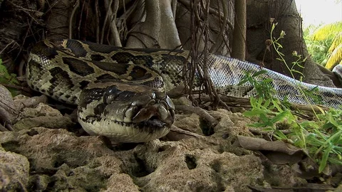 A giant python snake lays stationary on a group of rocks and the base of a Stock Footage 121581920