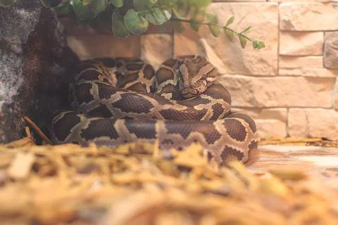 Giant python snake resting in the terarium Stock Photos