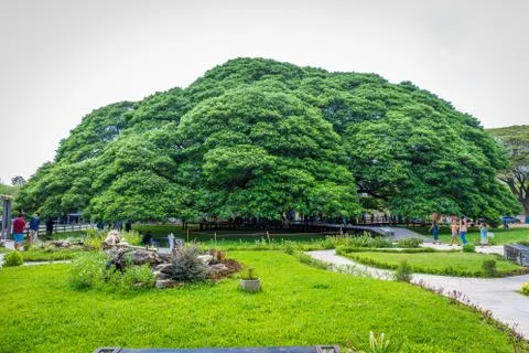 A Giant Rain Tree (Chamchuri Tree), Kanchanaburi District, Thailand Stock Photos