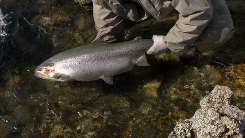 Giant Rainbow Release 2 Stock Footage 105270631