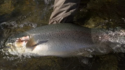 Giant Rainbow Trout Release Stock Footage