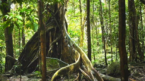 Giant rainforest tree Stock Footage 23419306