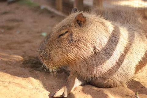 Giant rat Stock Photos
