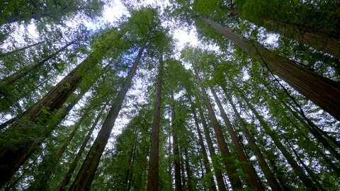 Giant red cedar trees in the Avenue of the Giants - Redwood National Park Video stock 77232260