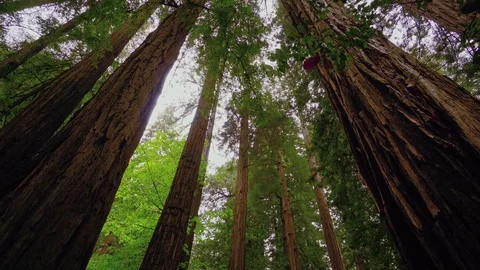 The Giant red Cedar trees at Redwoods National Park Stock-Footage 77232946