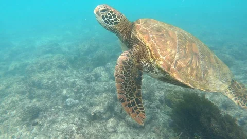 Giant Red Sea Turtle Surfaces For Air In The Galapagos Islands Stock Footage 116278665