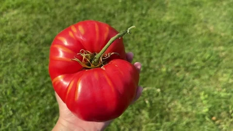Giant red tomato in hand Stock Footage 249549166