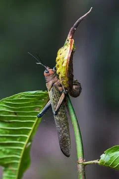 Giant Red-Winged Grasshopper Stock Photos