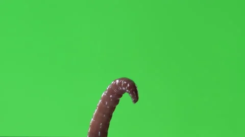Giant red worm attack. Chroma key footage for compositing horror halloween VFX Stock Footage 136852413