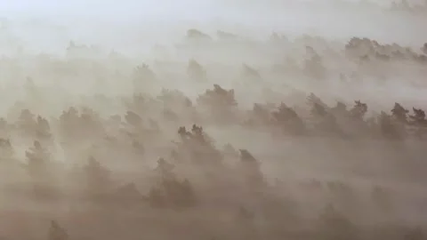 Giant Redwood Forest Trees Emerging from the Morning Fog in a Moody Landscape 库存影片 331108364