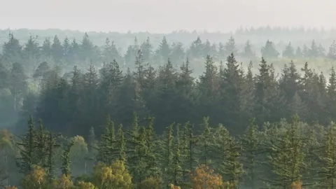 Giant Redwood Forest Trees Emerging from the Morning Mist in a Quiet Woodland 库存影片 331108784