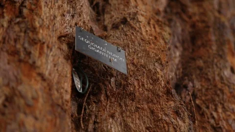 Giant redwood sequoia tree name label badge Stock Footage 118259804