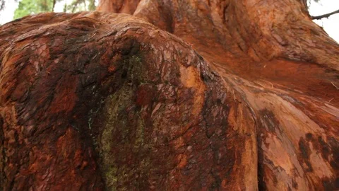 Giant redwood sequoia tree smooth camera move around bark base Stock Footage 118259813