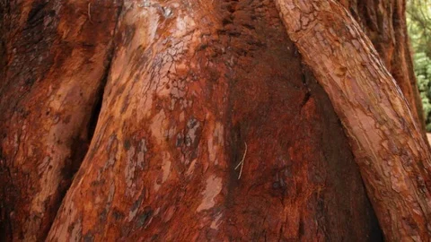 Giant redwood sequoia tree smooth camera move around bark base v2 Stock Footage 118259868