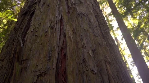 Giant Redwood Tree Stock Footage 80175723