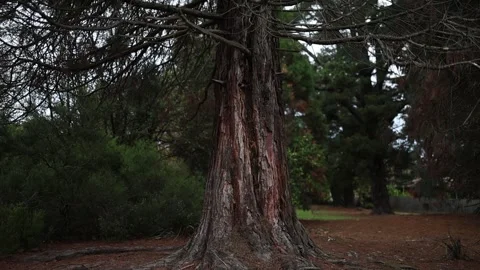 Giant redwood tree trunk tilting up to the canopy Stockbeeldmateriaal 336521439